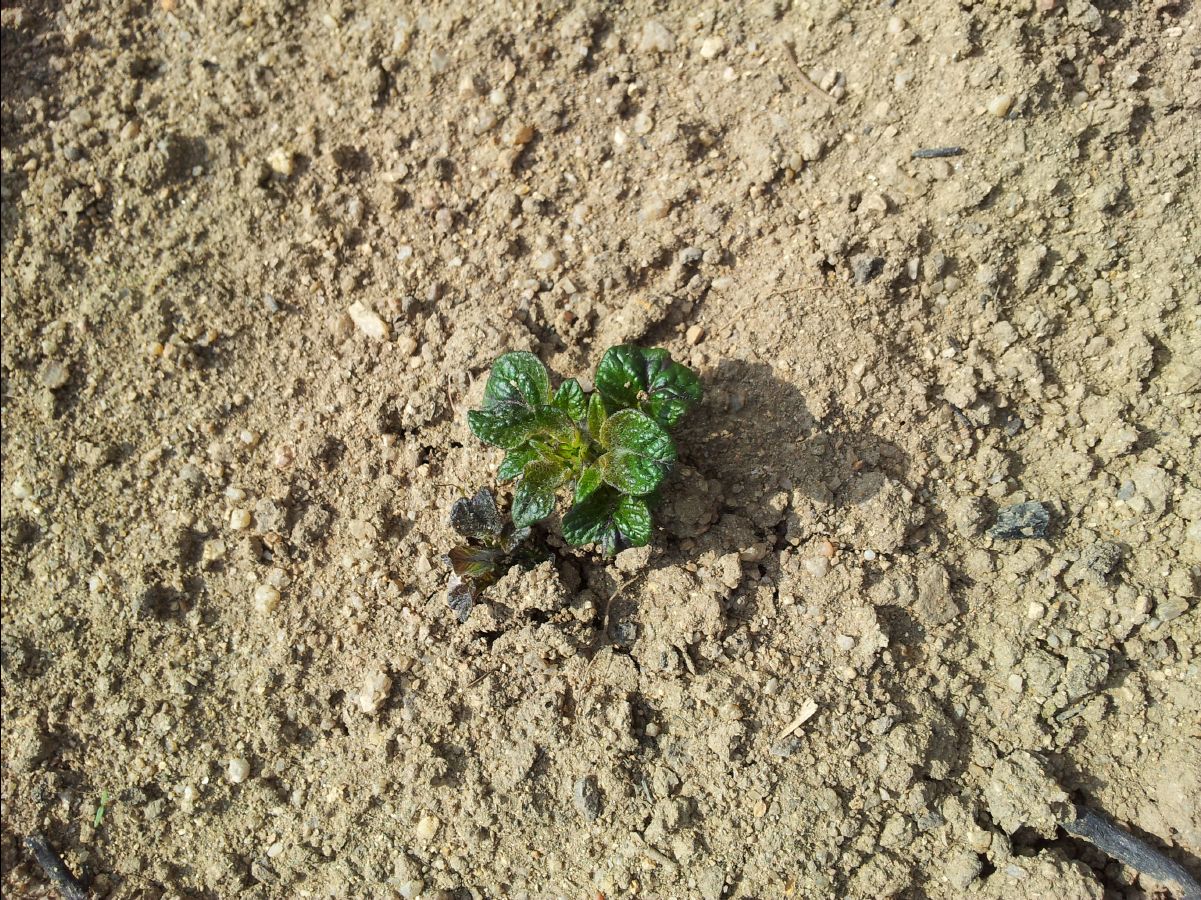 20120212Organic-Farm09