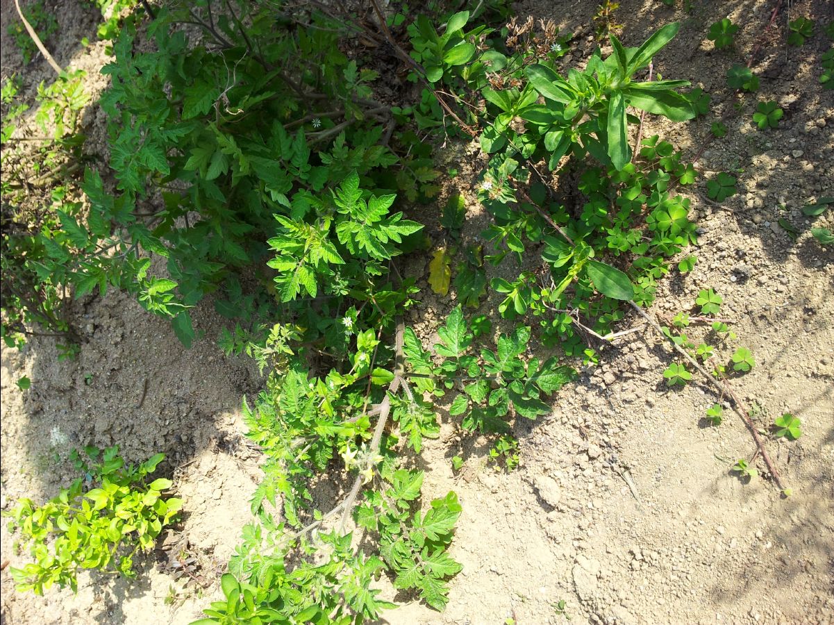20120212Organic-Farm27