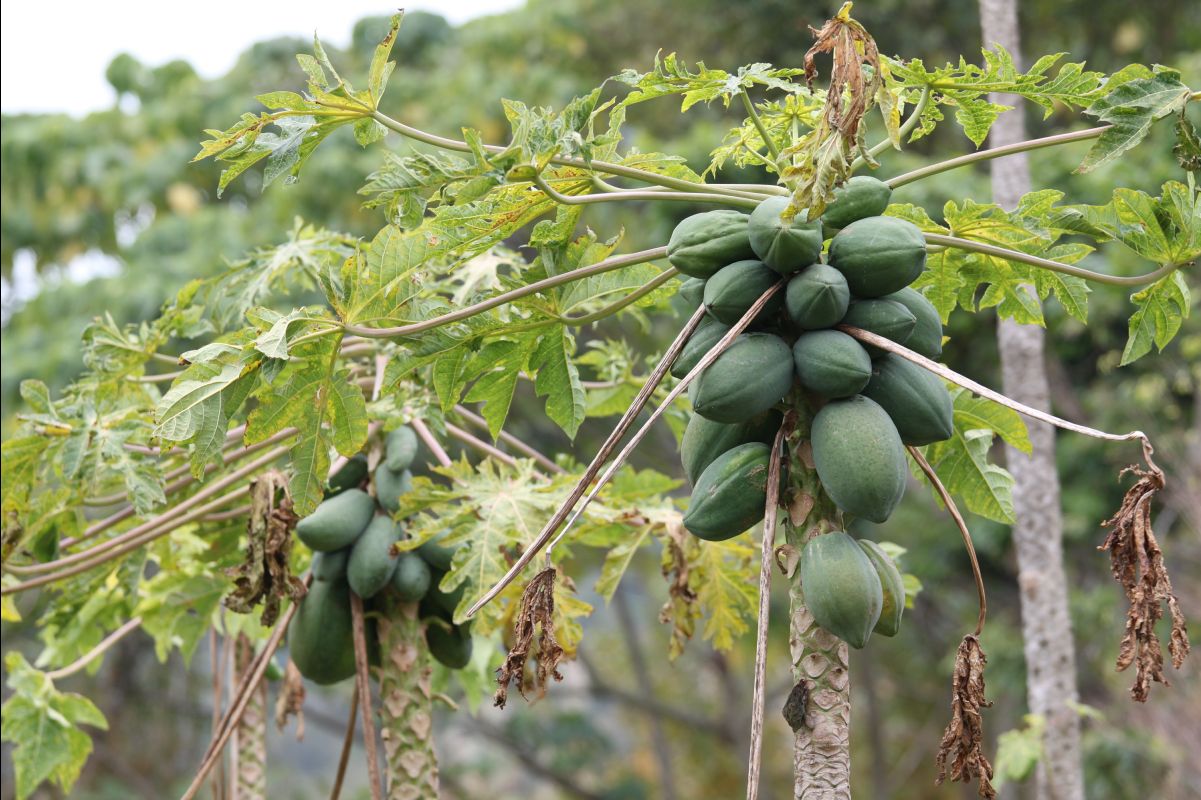 20120212Organic-Farm33