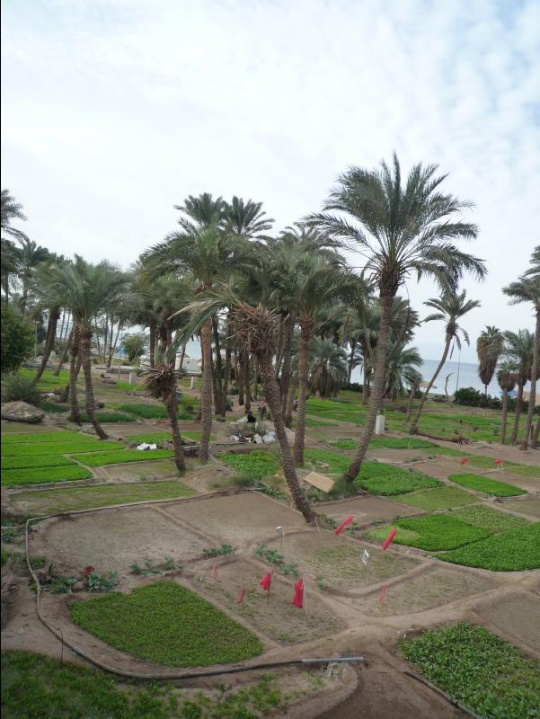 Aqaba26