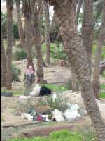 Aqaba25
