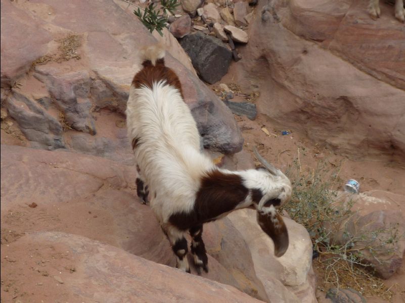 Ad-Deir-Monastery_the_climb12