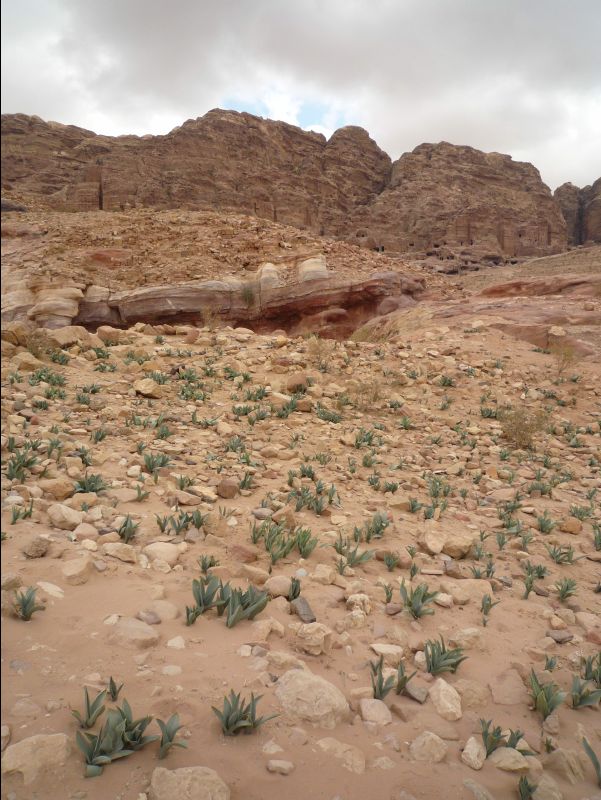 Petra076