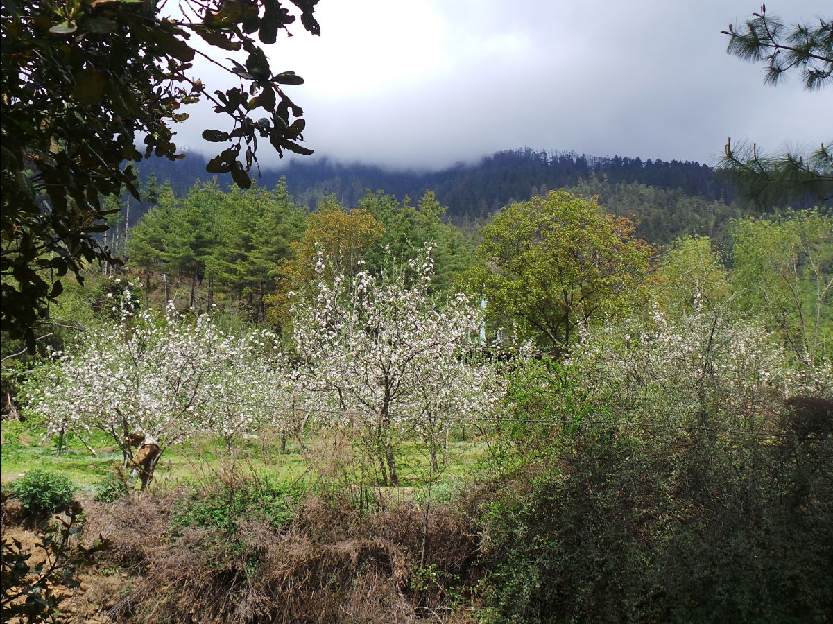 Thimphu105
