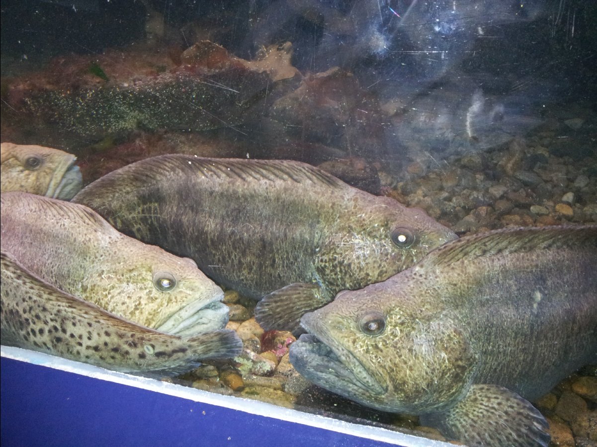 Aquarium43