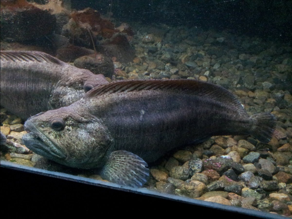 Aquarium44