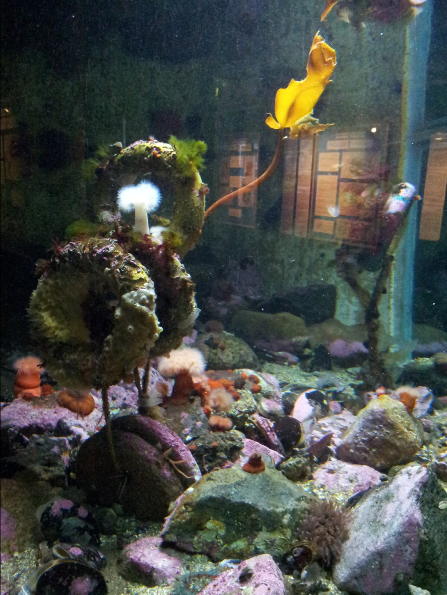 Aquarium45