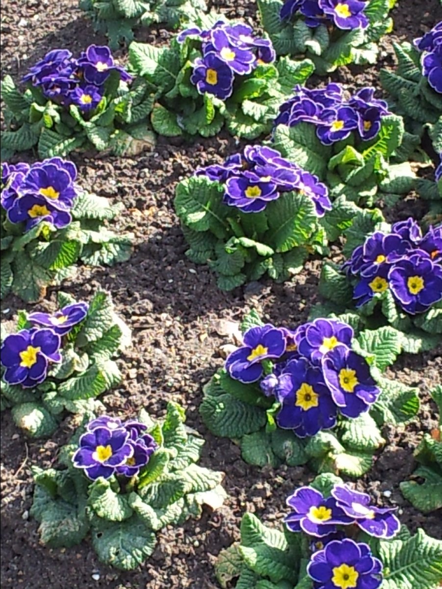 Kew_Garden021