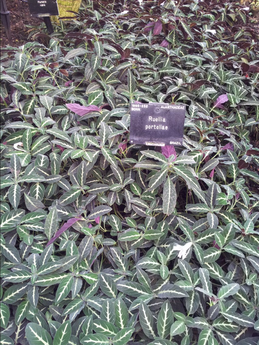Kew_Garden024