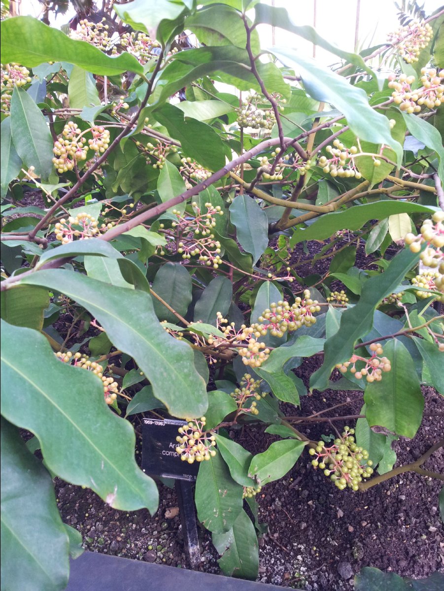 Kew_Garden025
