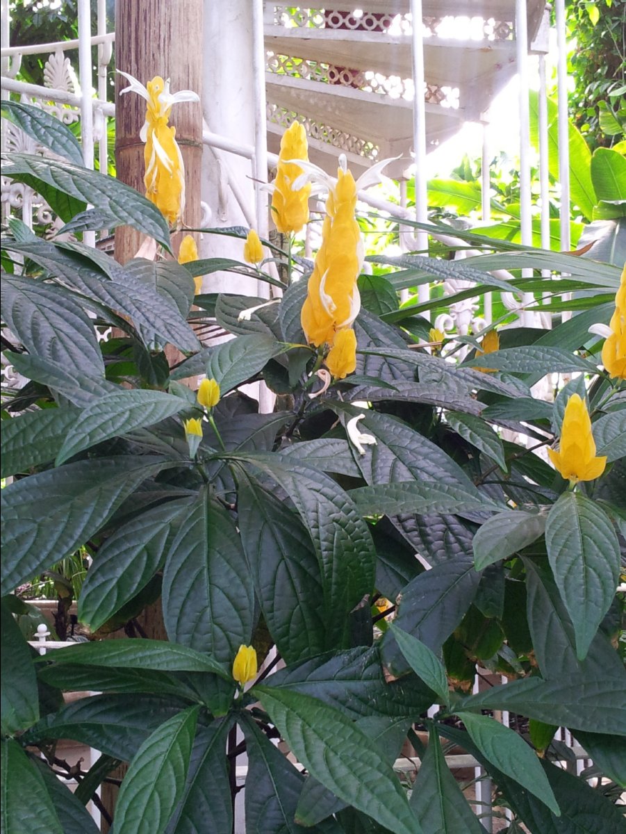 Kew_Garden032