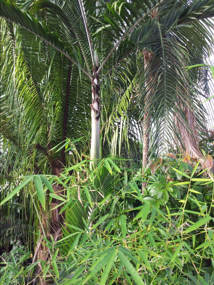 Kew_Garden036