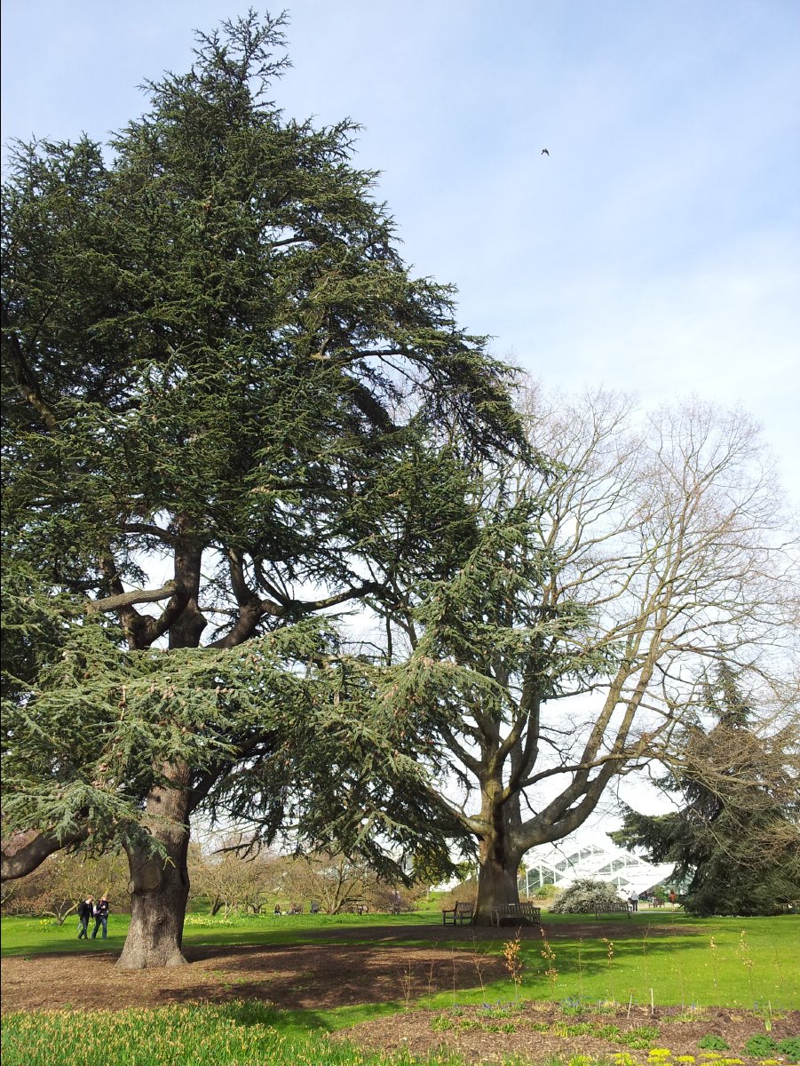 Kew_Garden038