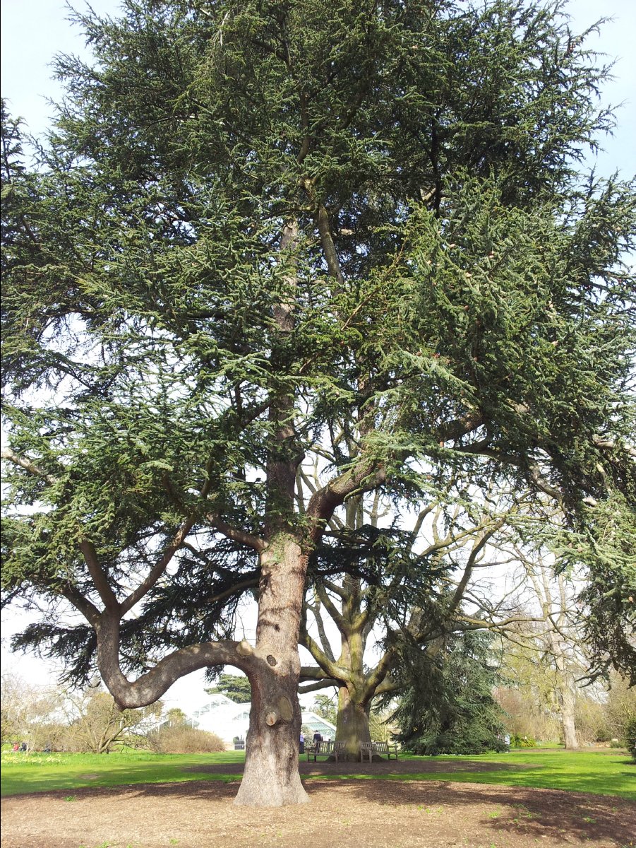 Kew_Garden039