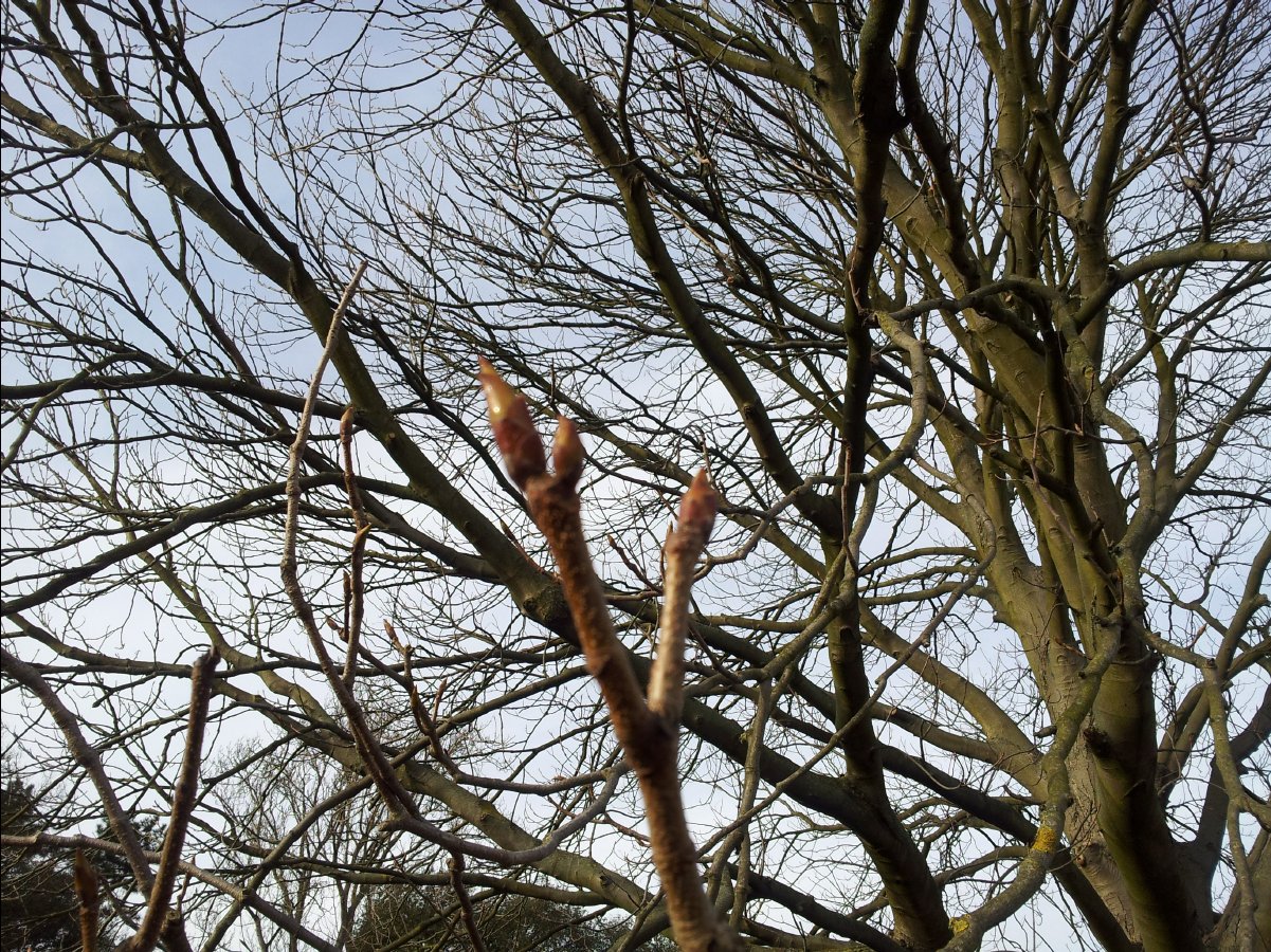 Kew_Garden059