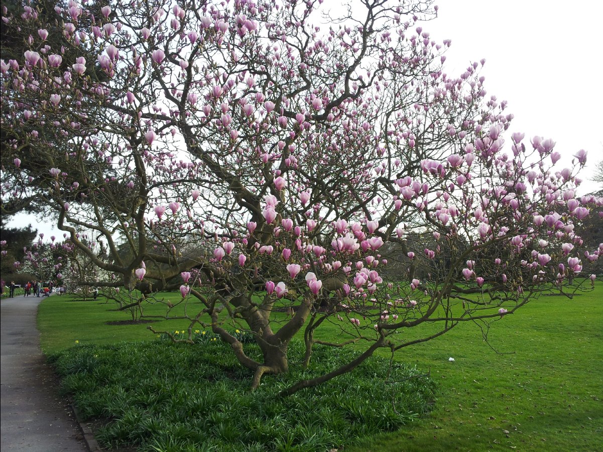 Kew_Garden067