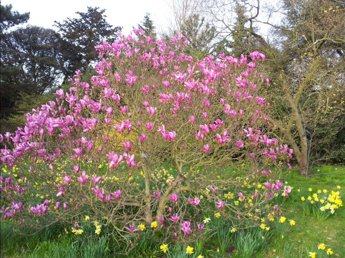 Kew_Garden068