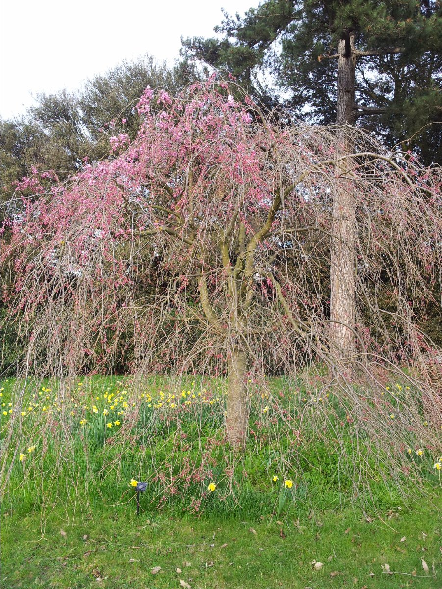 Kew_Garden069