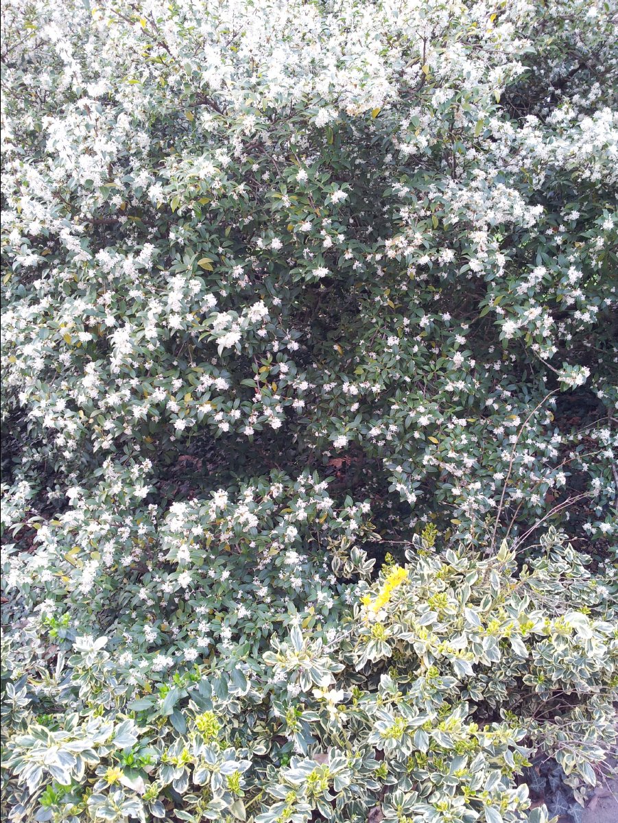 Kew_Garden072