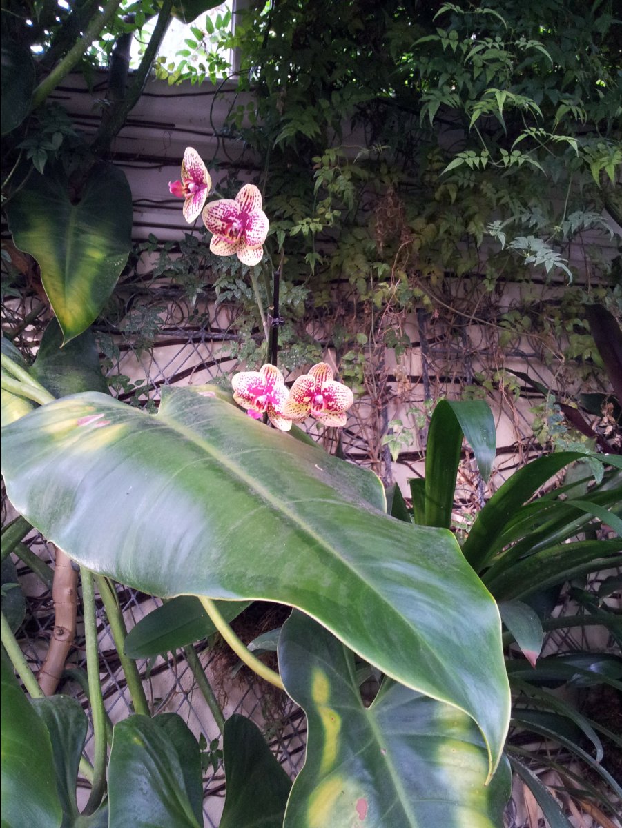 Kew_Garden073
