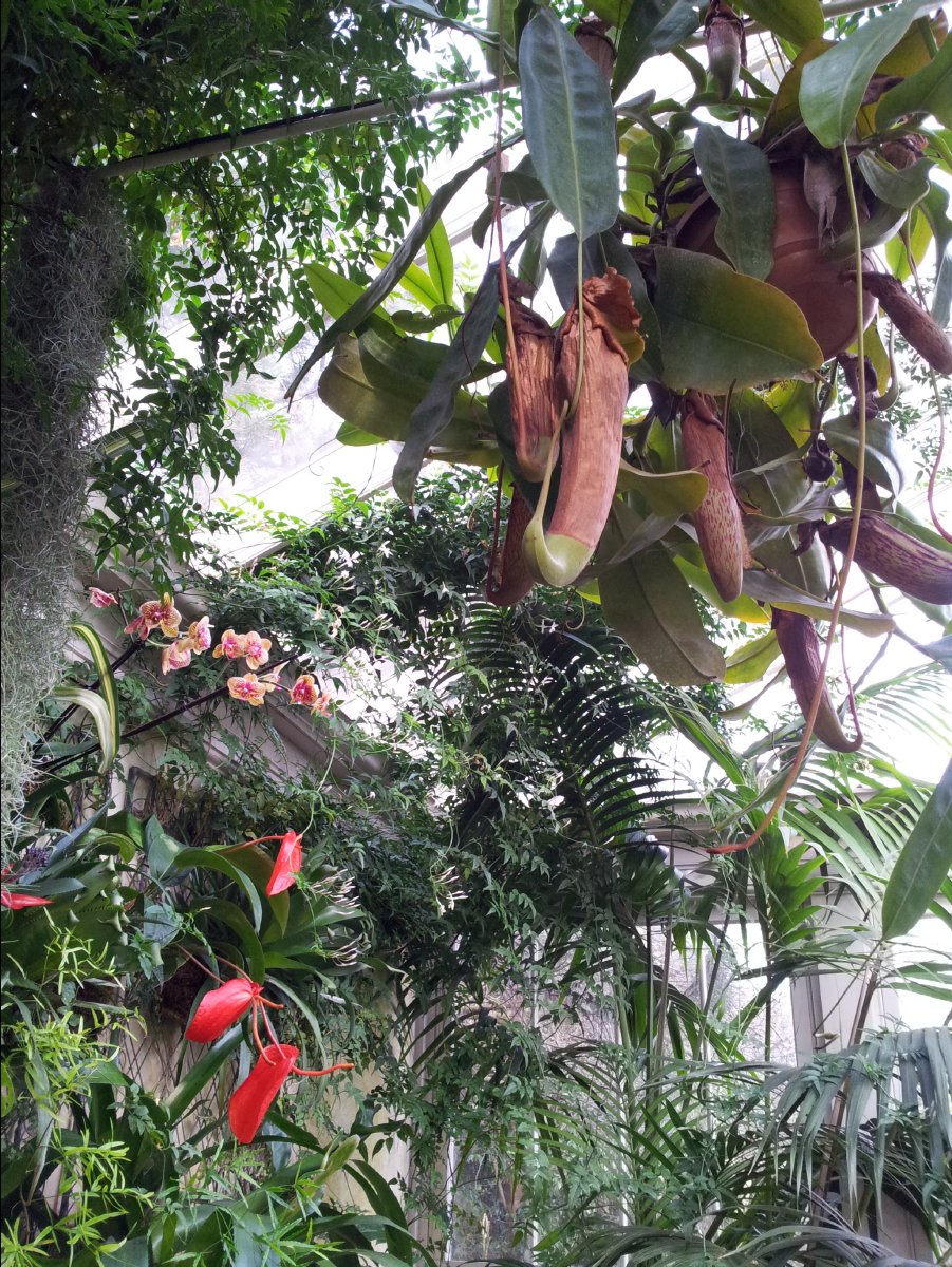 Kew_Garden074