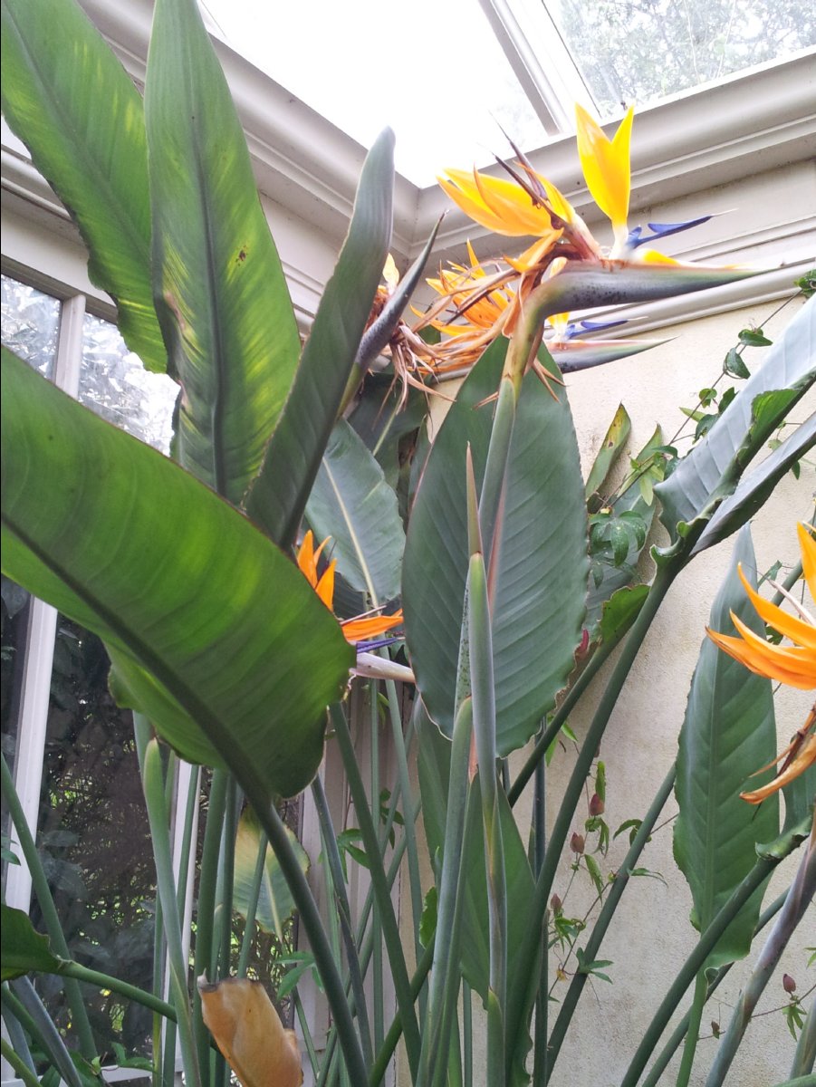 Kew_Garden076