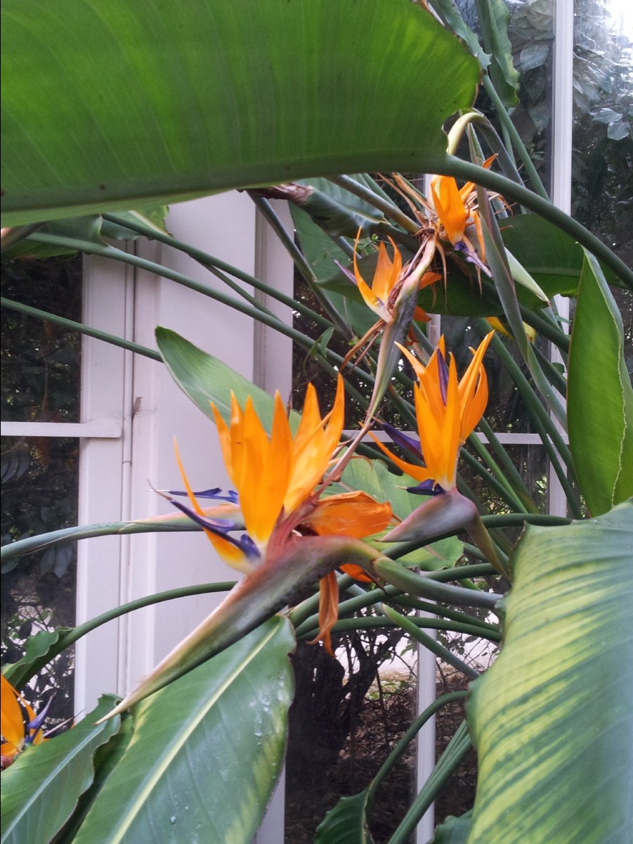Kew_Garden077