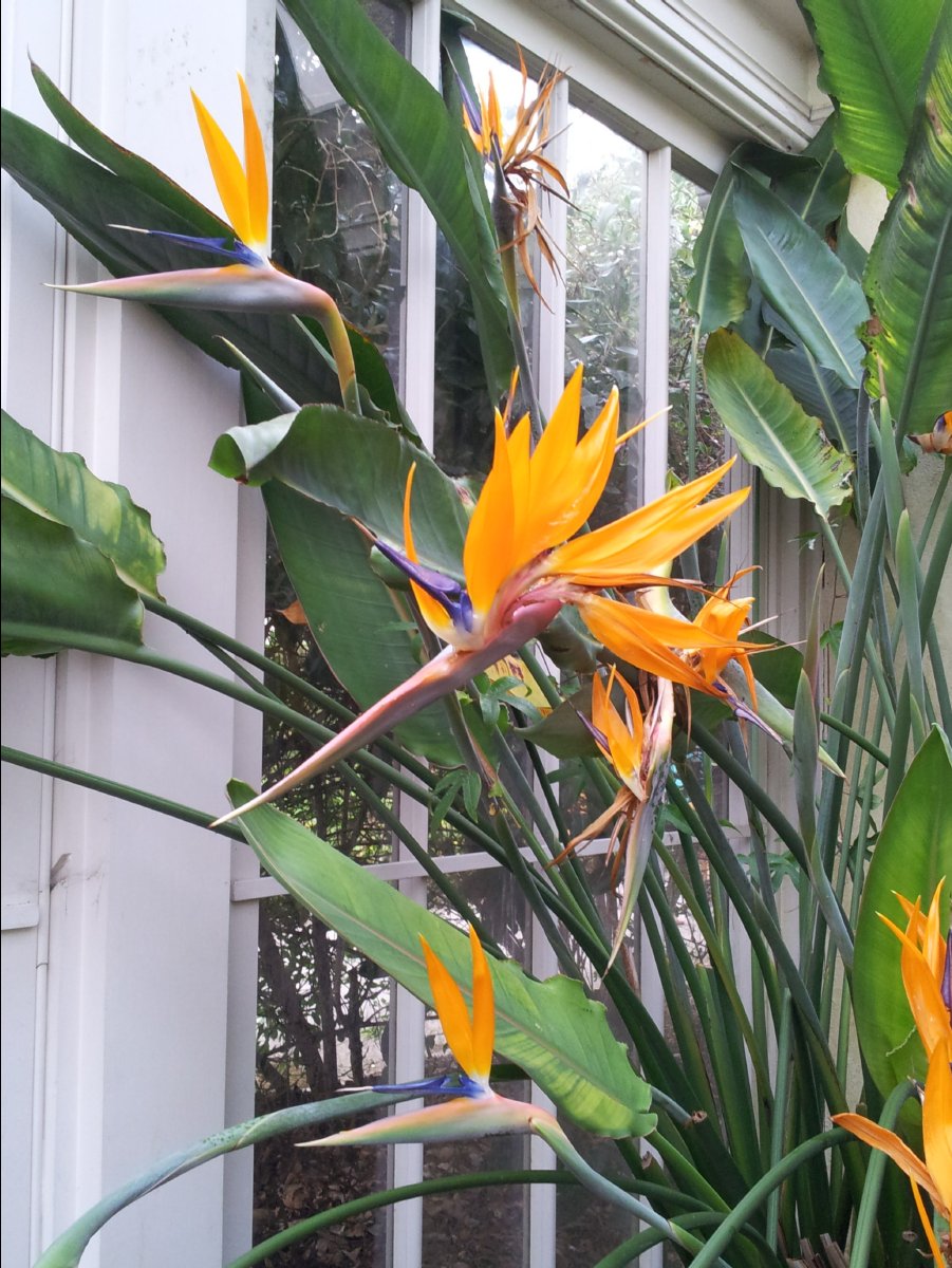 Kew_Garden078