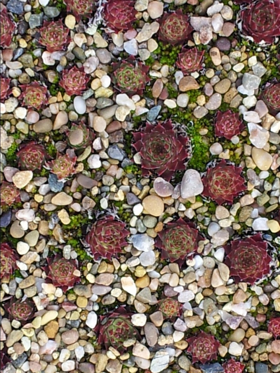Kew_Garden084