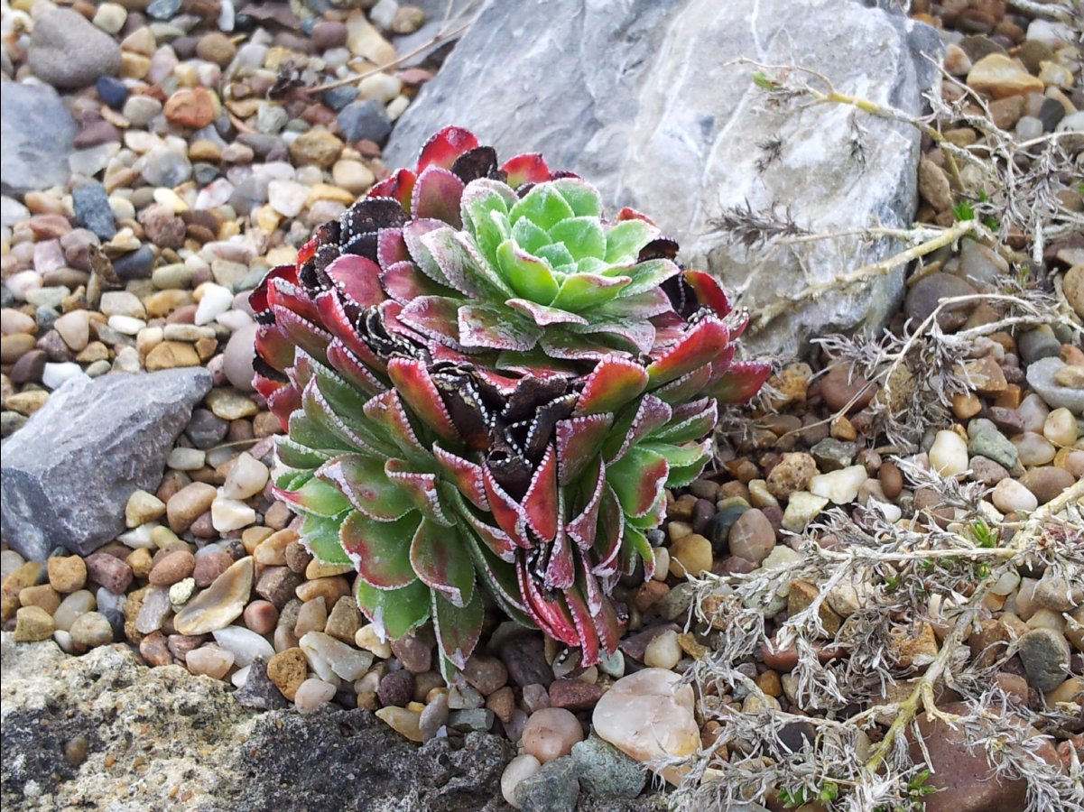 Kew_Garden087