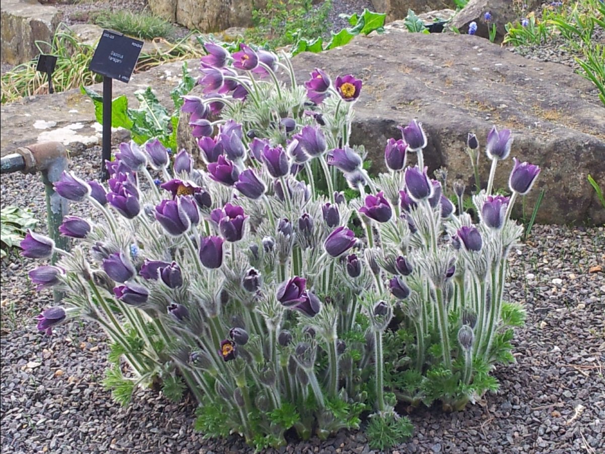 Kew_Garden091