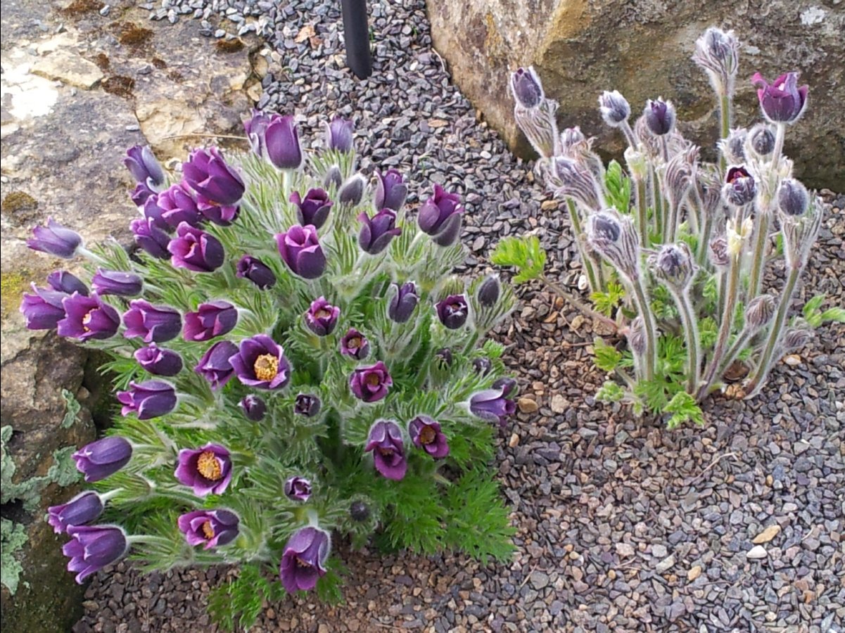Kew_Garden092