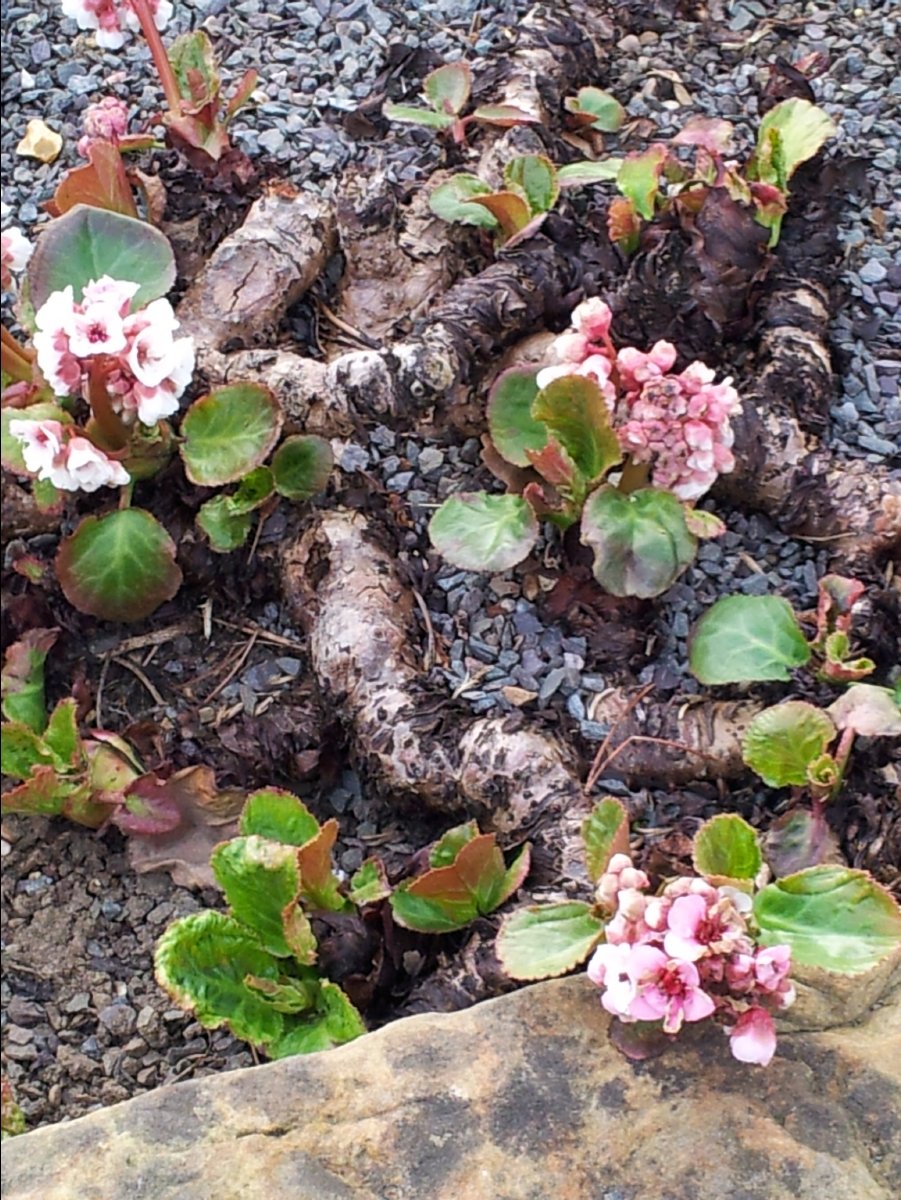 Kew_Garden097