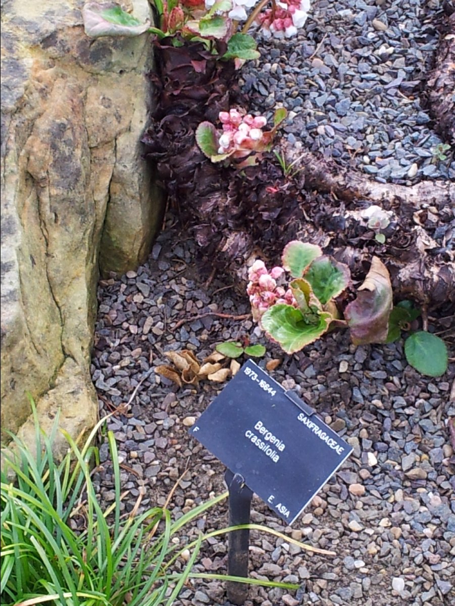 Kew_Garden098