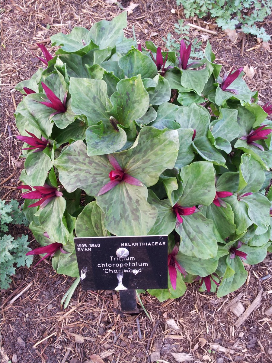 Kew_Garden101