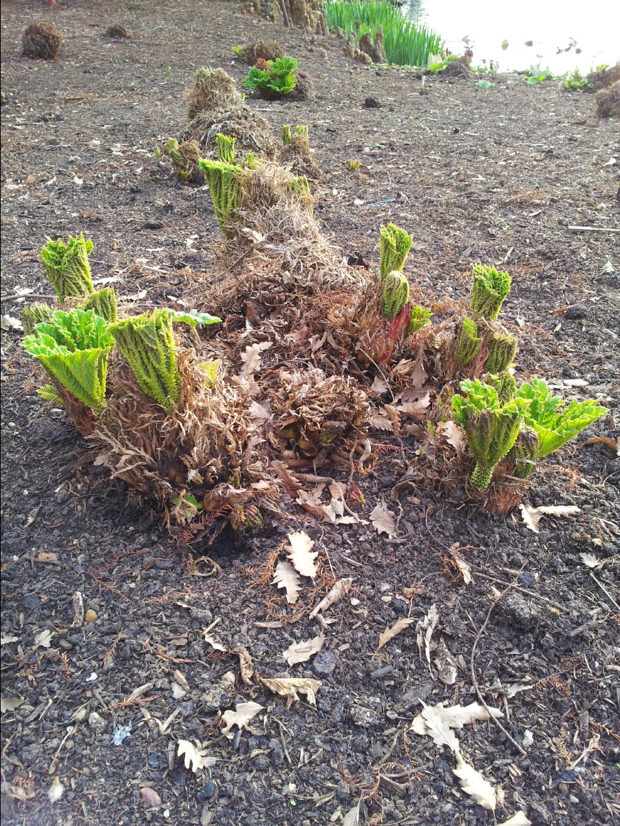 Kew_Garden117