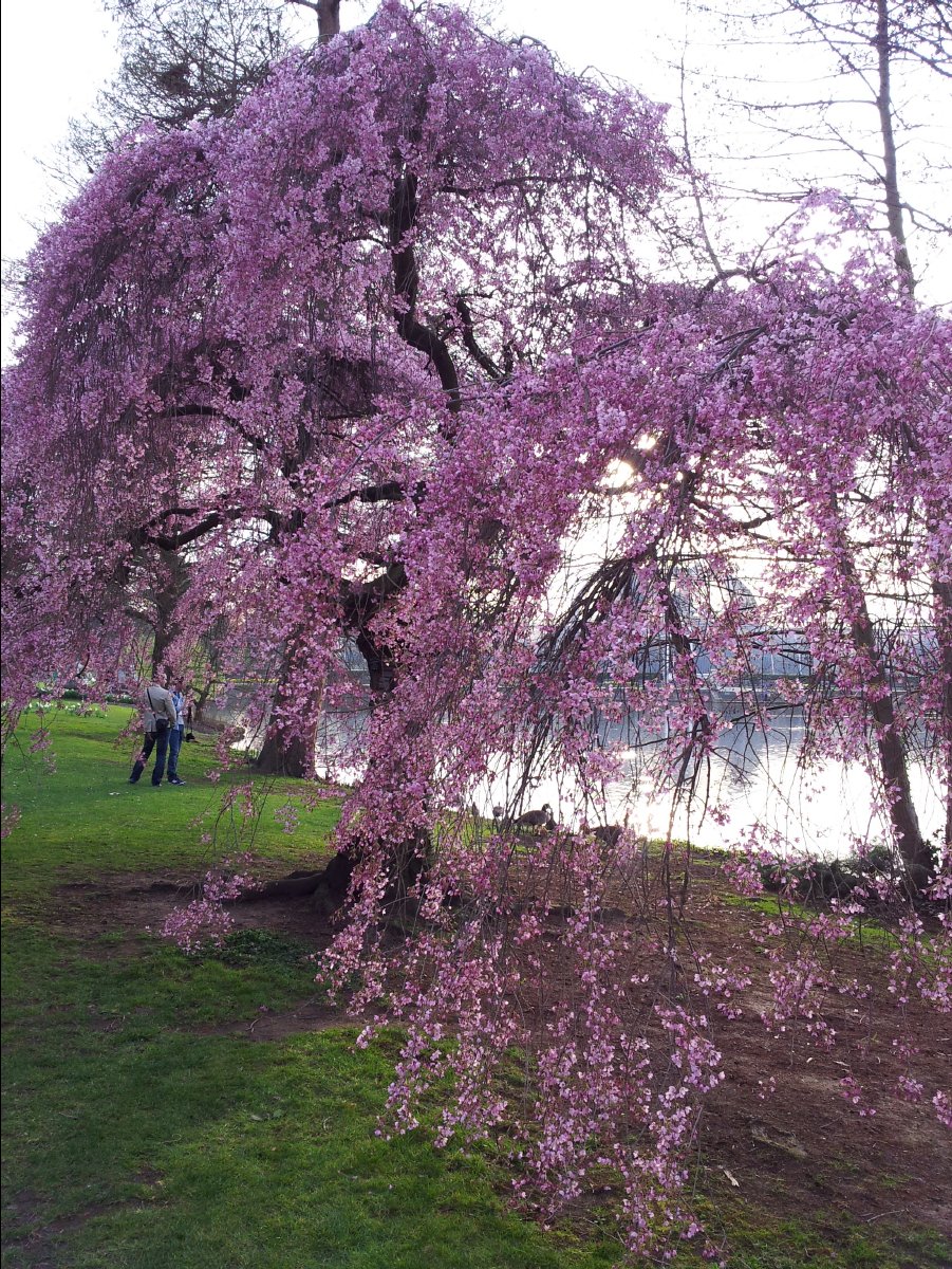 Kew_Garden119