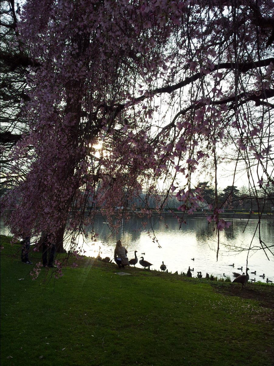 Kew_Garden121