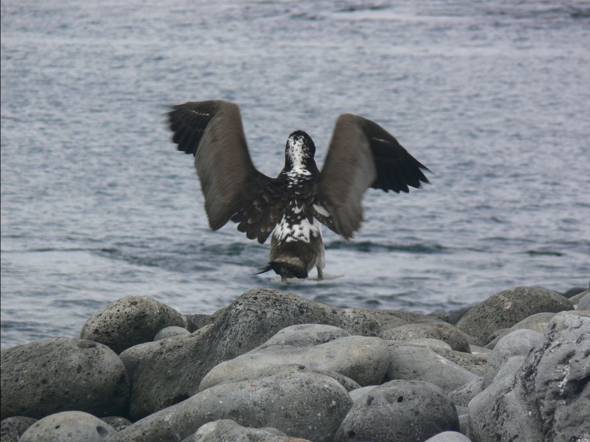 Birds103