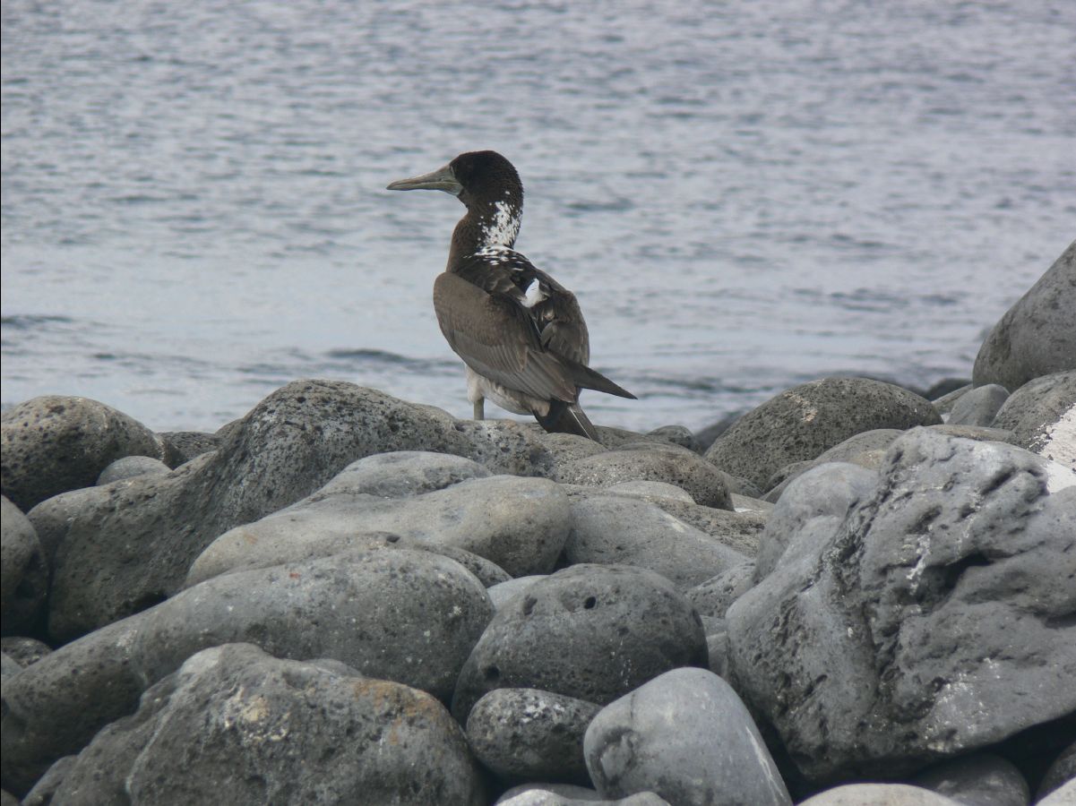 Birds104
