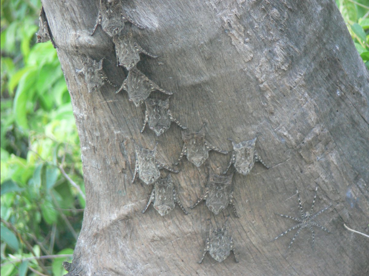 Bats04