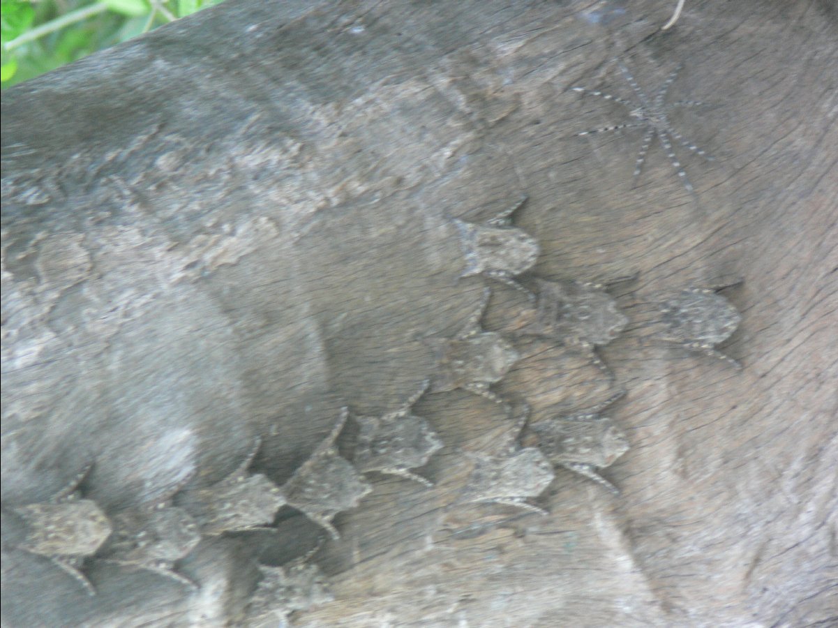 Bats09