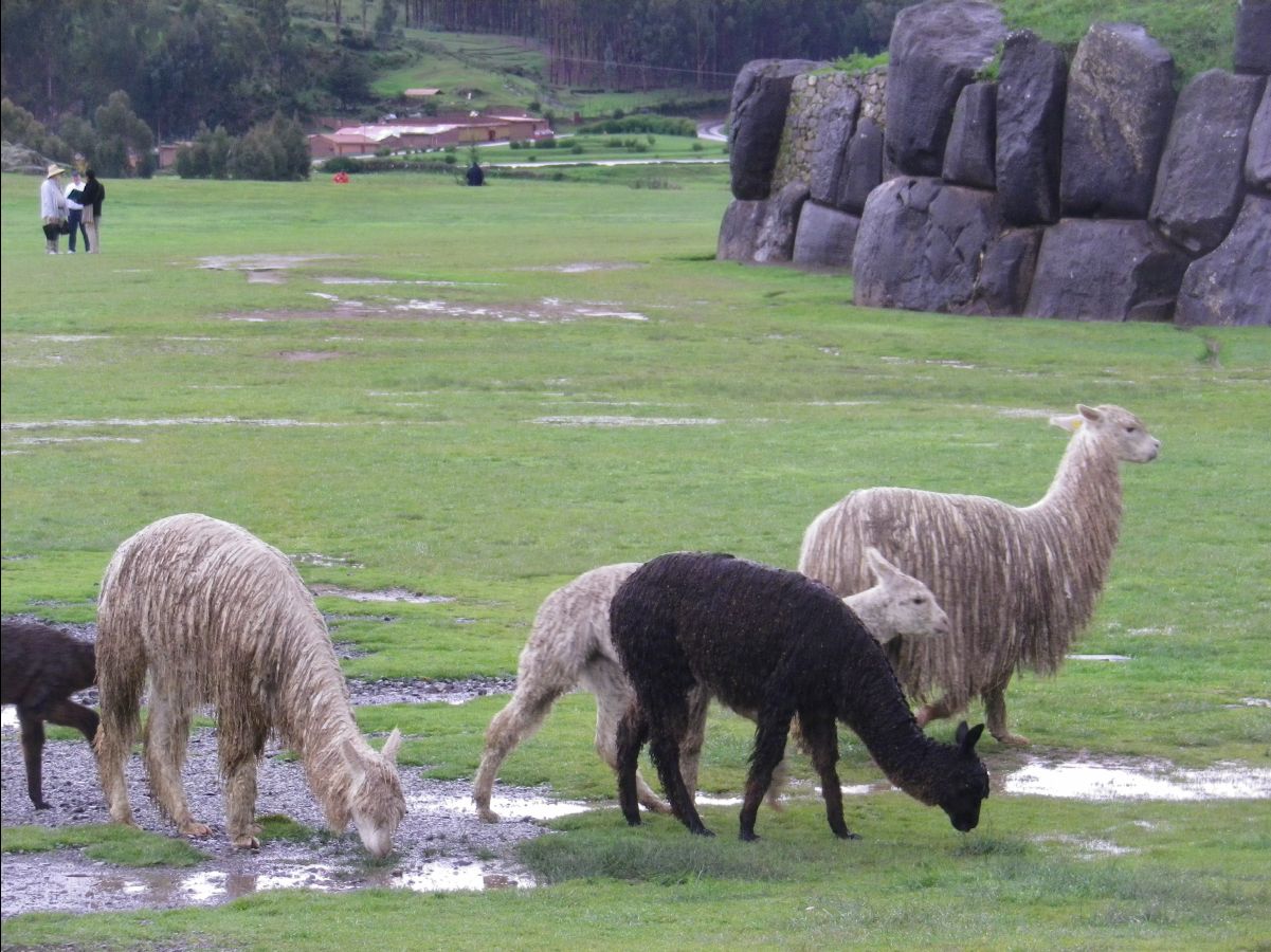 Saqsayhuamah04