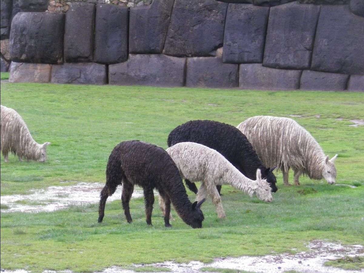 Saqsayhuamah05