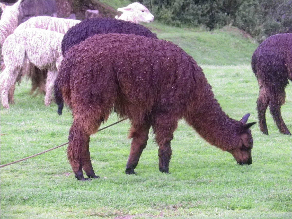 Saqsayhuamah06